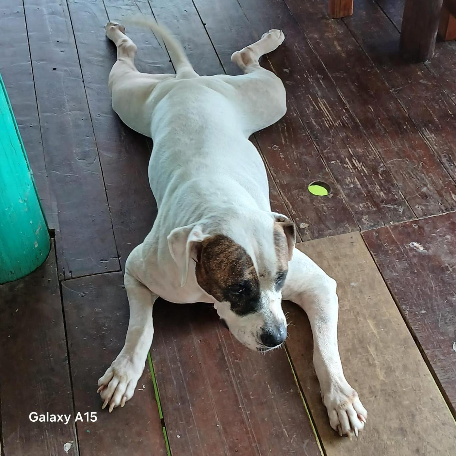 Tortugal Boutique River Lodge Rio Dulce Zewnętrze zdjęcie